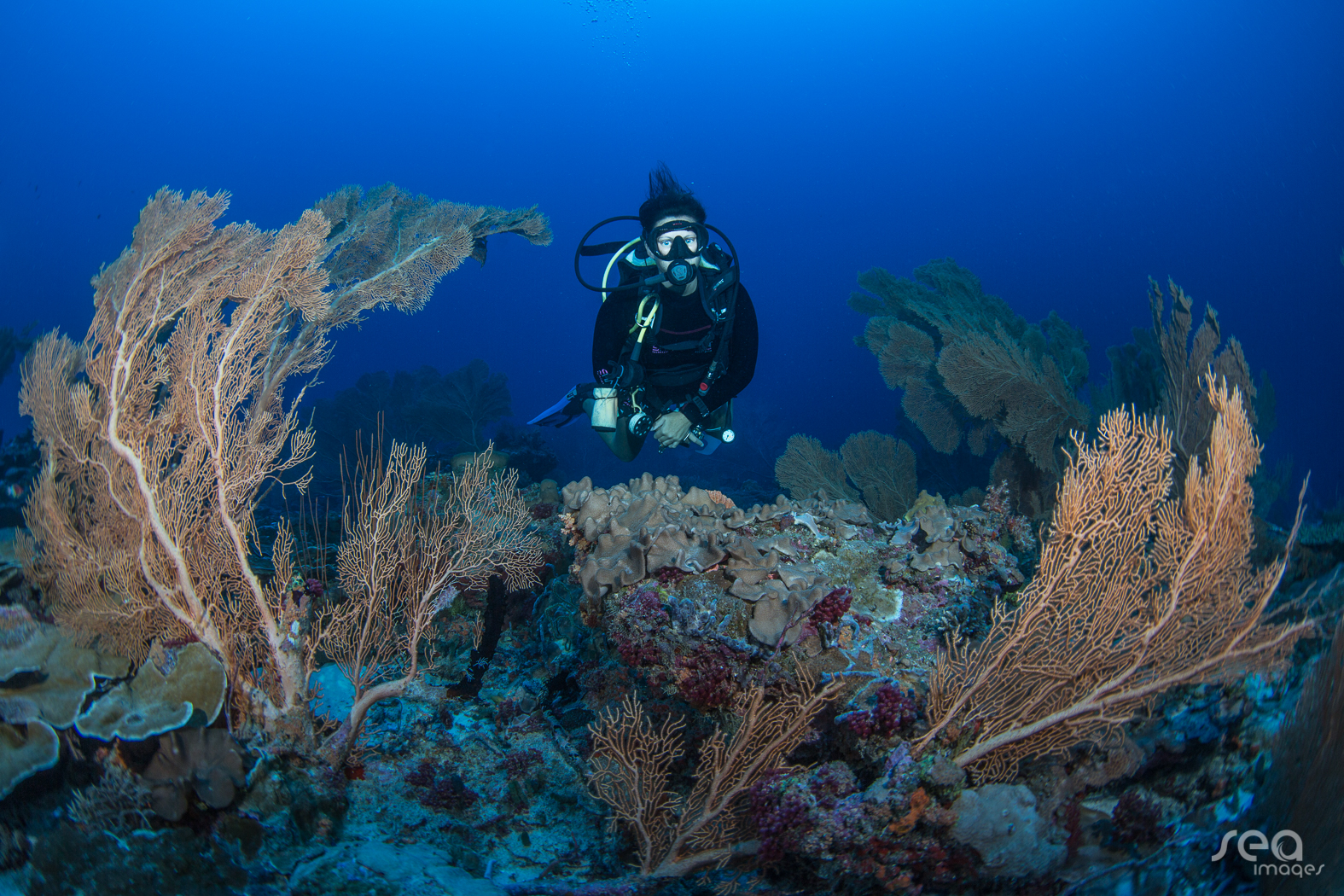 Diving and scuba diving activities at the resort