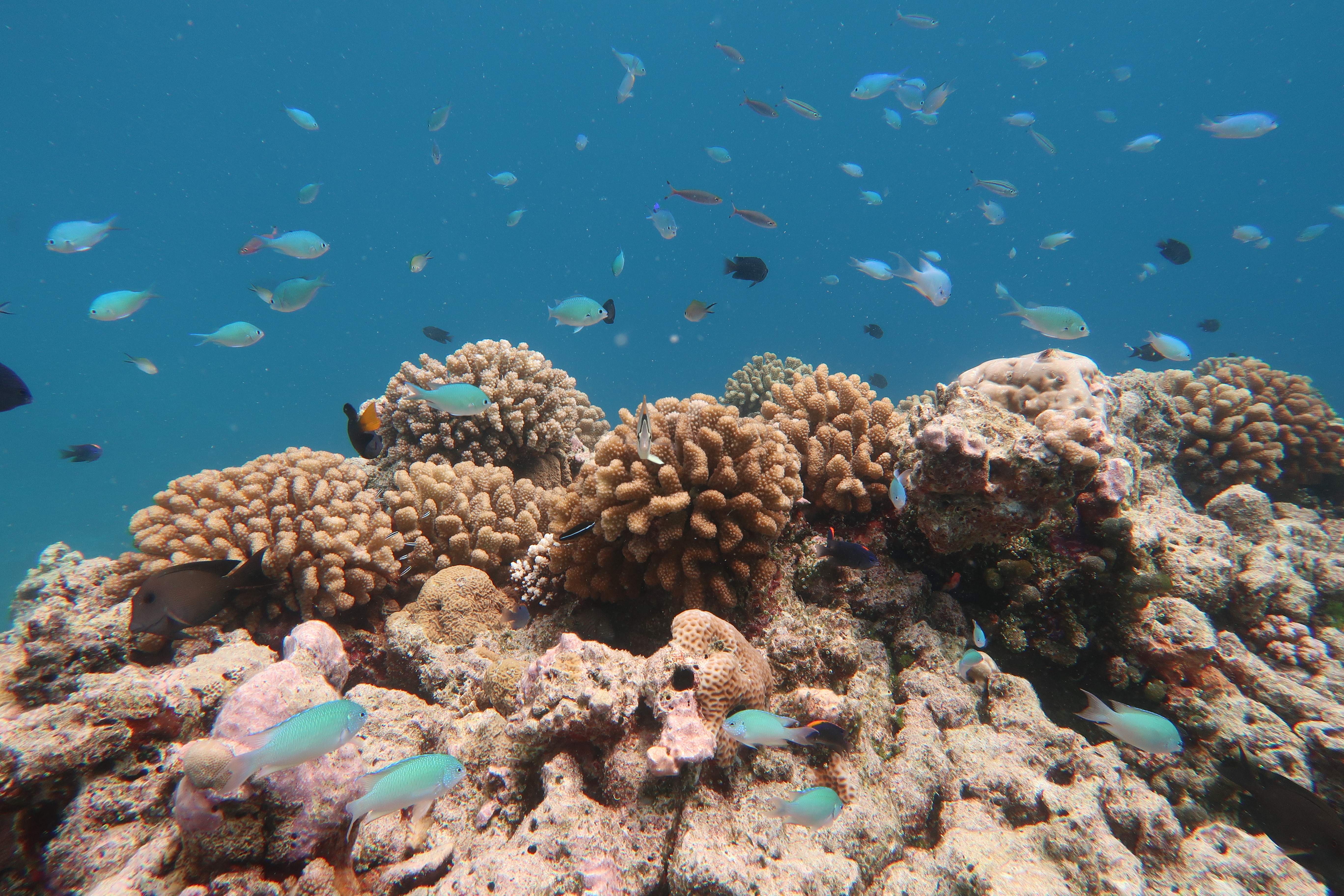 Marine life at house reef
